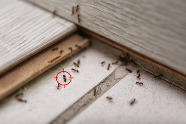 Best Commercial Pest Control Services  in Oldsmar, FL