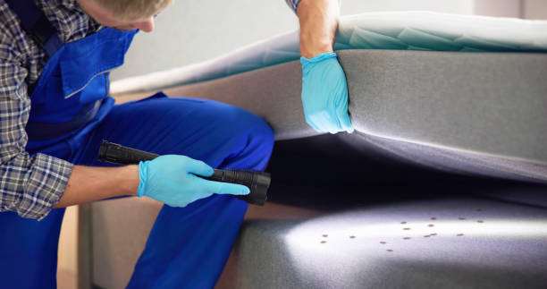 Best Termite Control Services  in Oldsmar, FL