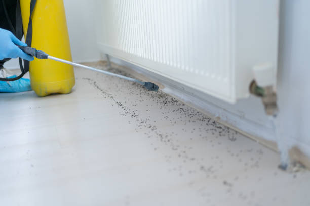 Reliable Oldsmar, FL Pest Control Solutions