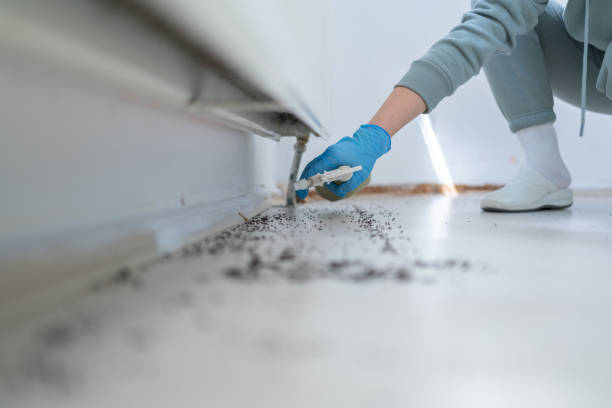 Best Pest Removal Services  in Oldsmar, FL